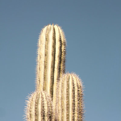 Trio de cactus