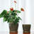 2 Piece Ceramic Plant Pot with Drainage Holes and Saucers-1986390041