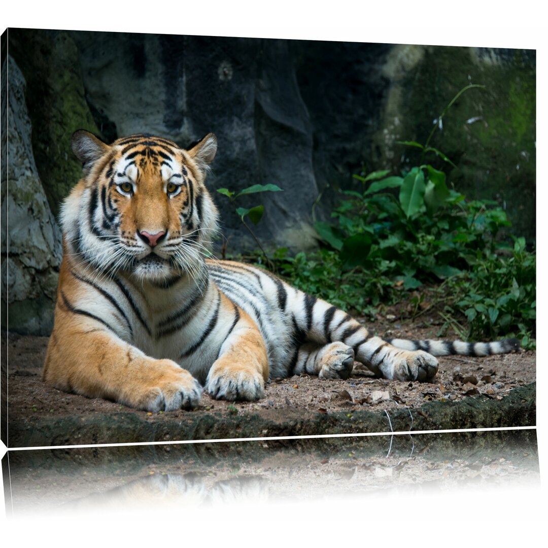 Leinwandbild ,,Liegender Tiger", Fotodruck