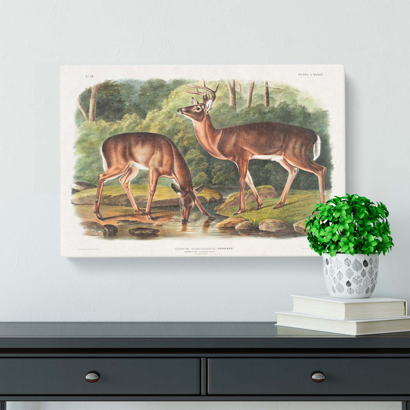 Two Deer's by J.W. Audubon - Wrapped Canvas Painting, 50cm H x 76cm W x 3cm D