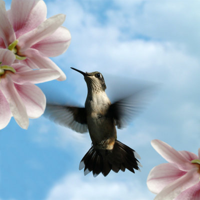 Colibri en vol avec Fowers par 4Allthingsweb
