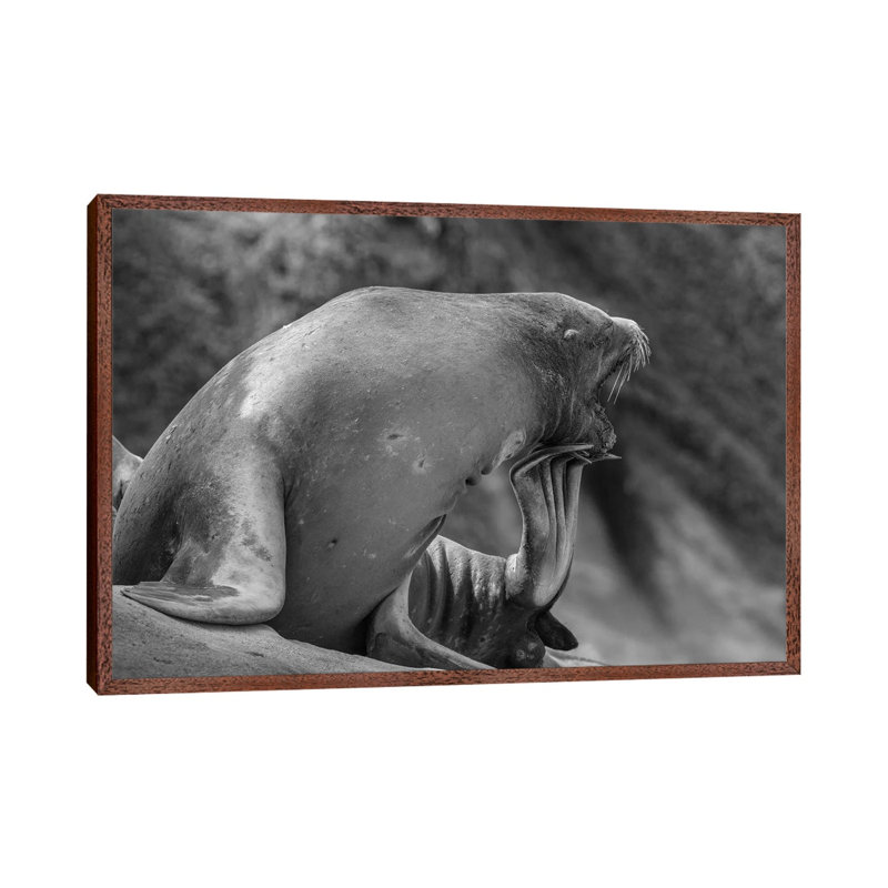California Sea Lion scratching itself, La Jolla, California 1 Piece Floater Frame Wall Art on Canvas, 45.72 cm H x 66.04 cm W