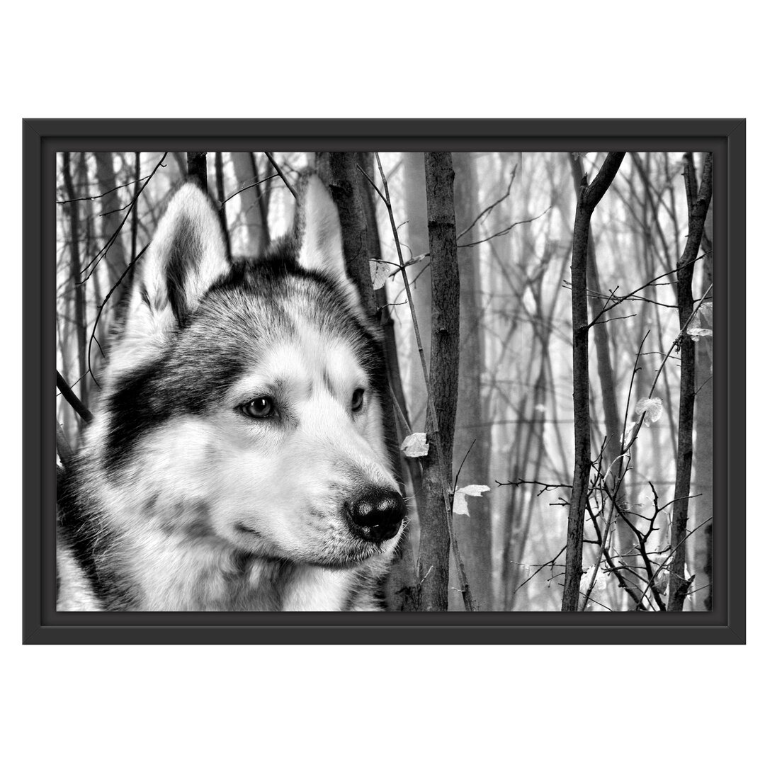 Gerahmtes Poster Watchful Husky