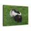 Art mural majestueux Skunks-163817323