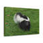 Art mural majestueux Skunks