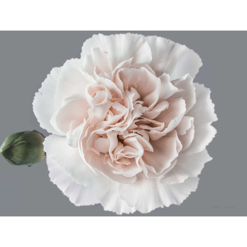 «Blush Carnation» par Elise Catterall - impression sur toile tendue, H 12 po x l 16 po