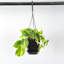 Live Brazil Philodendron Plant in Hanging Pot