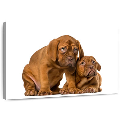 French Mastiff Puppies