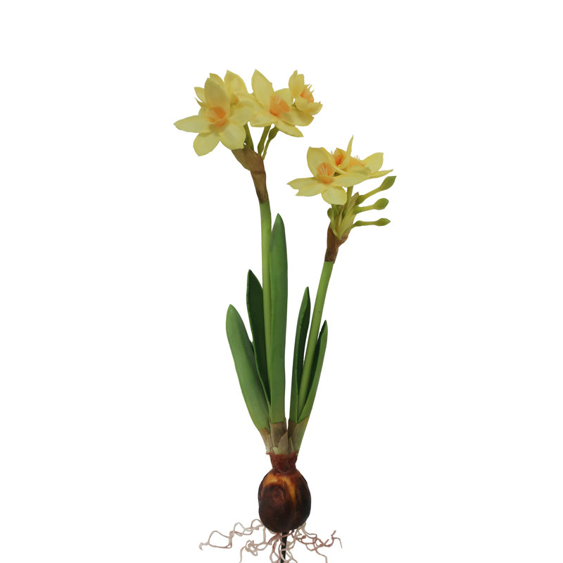 PAPERWHITE WITH BULB STEM