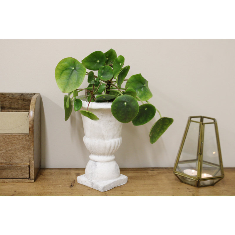 Lily Urn Planter