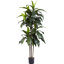 5 pi Dracaena résistant aux rayons UV (intérieur / extérieur)