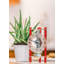 Lakin Mechanical Clock-744178626