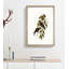 White-Vented Woodswallows by Elizabeth Gould - Picture Frame Painting Print-55612344-55612349
