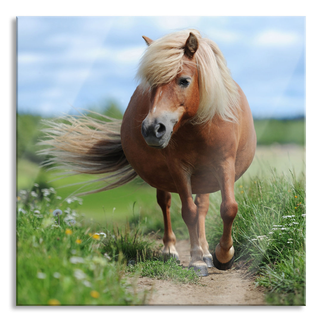 Ungerahmtes Foto auf Glas "Shetland-Pony in einer Wiese"