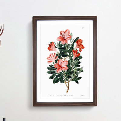 Red Chinese Azalea - Picture Frame Painting Print