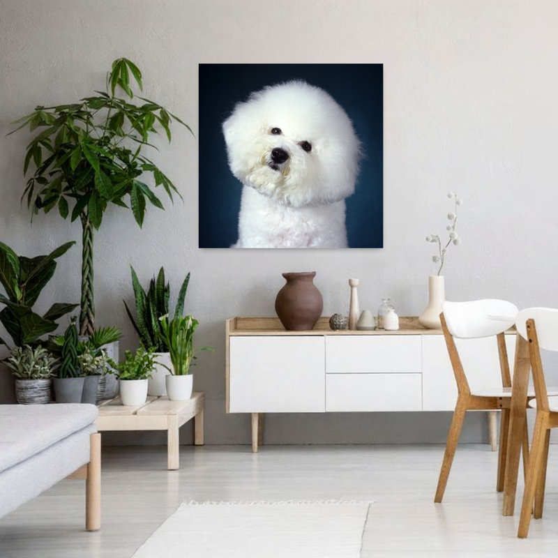 2000S Bichon Frise Dog Portrait Looking At Camera Classic Retro Vintage Dog Wall Art, H 36 po x l 36 po