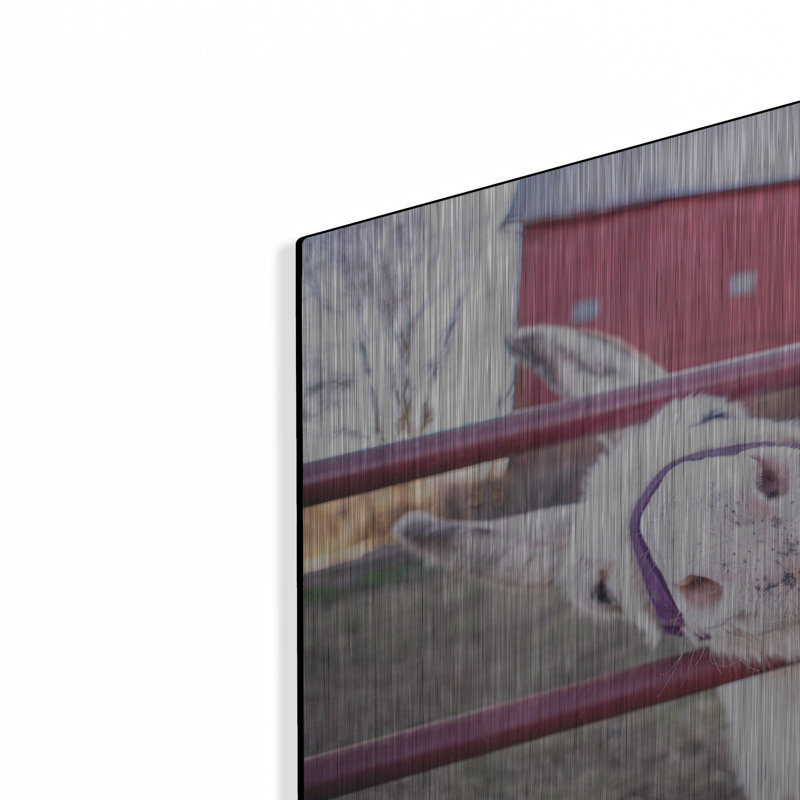 «Hey Donkeys II» par Donnie Quillen, H 16 po x l 24 po