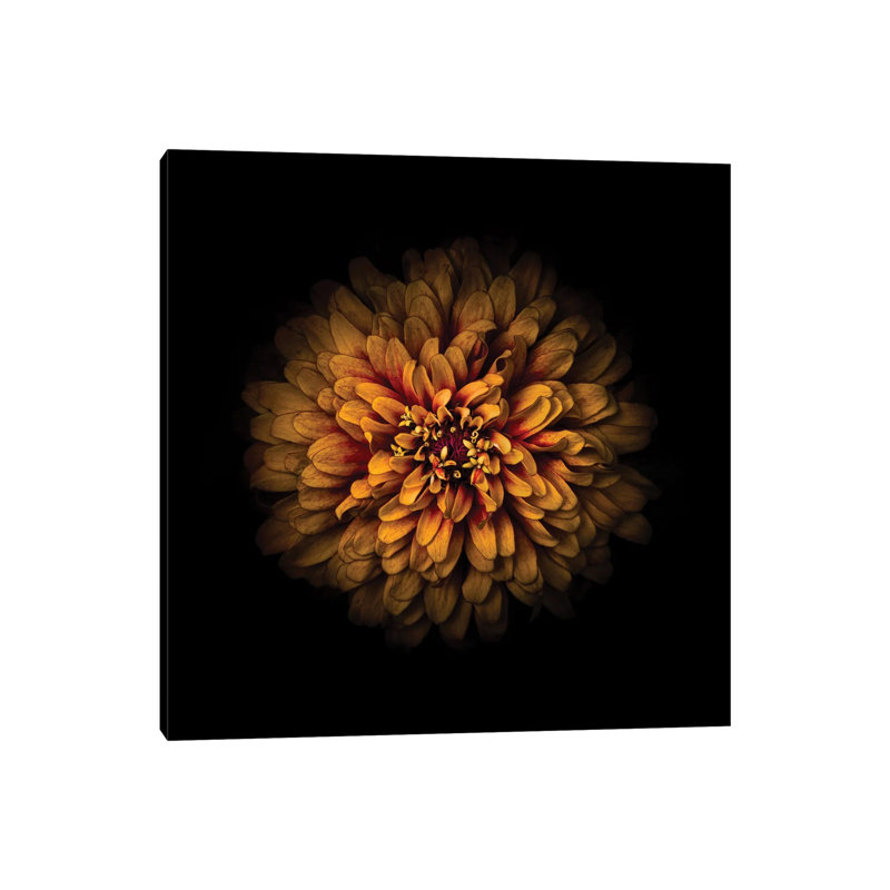 Orange Zinnia by Brian Carson - Wrapped Canvas Print, 30.48 cm H x 30.48 cm W