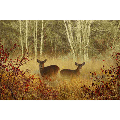 Cerf brumeux