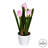 Tulip Arrangement in Pot