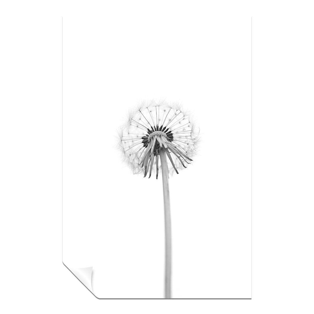 Bright White Dandelion Backside - No Frame Print