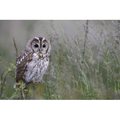 Tawny Owl par Rickochet