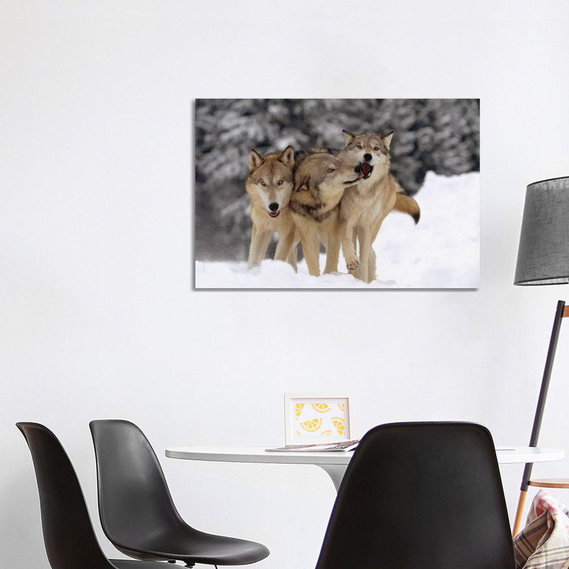 Timber Wolf Trio Playing In Snow, Montana by Tim Fitzharris - Wrapped Canvas Print, 101.6 cm H x 66.04 cm W x 1.91 cm D