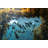 Eleni Fish in a Reef by Vprndsg - Wrapped Canvas Photograph-1963184099