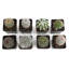 9 Live Cactus Plant in Pot Set