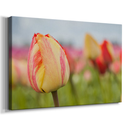 Spring Sherbet -Gallery Wrapped Cavas