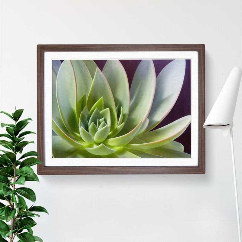 Interesting Succulent Plant - Framed Print, 46cm H x 64cm W x 2cm D, Walnut