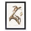 Downy Squirrels by J.W. Audubon - Picture Frame Painting Print-55545568-55545571