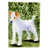 Jack Russell Terrier 2