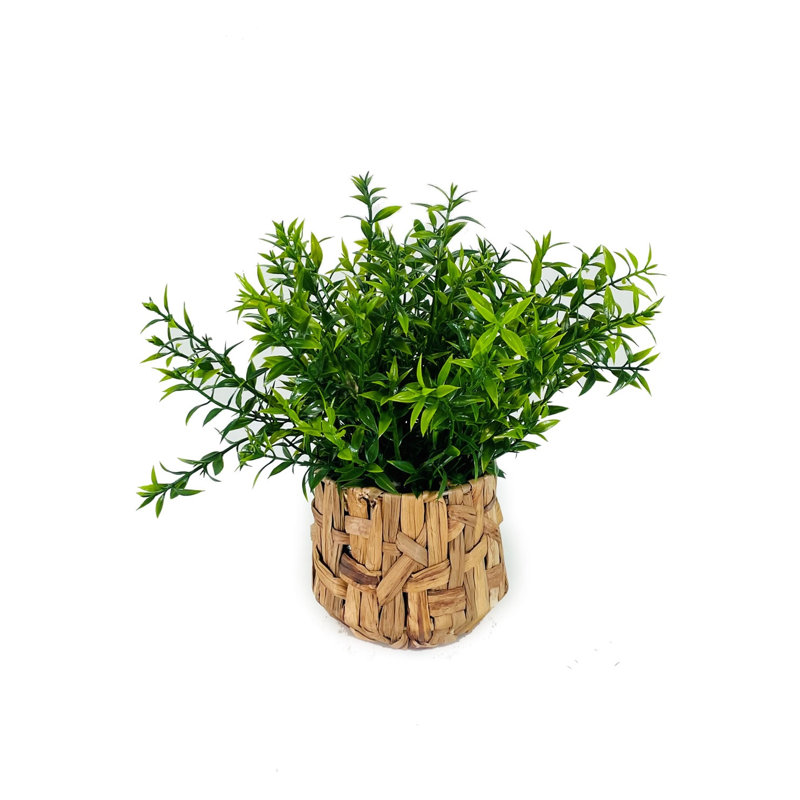 Herbe d'eau dans un pot en corde 10 po