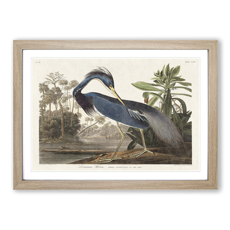 Louisiana Heron by John Audubon - Framed Print, Oak Framed, 27cm H x 36cm W x 2cm D