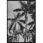 Silver Palms 4' Framed Photographic Print