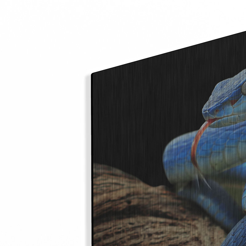 «Blue Viper Snake» par Luxe, H 16 po x l 24 po