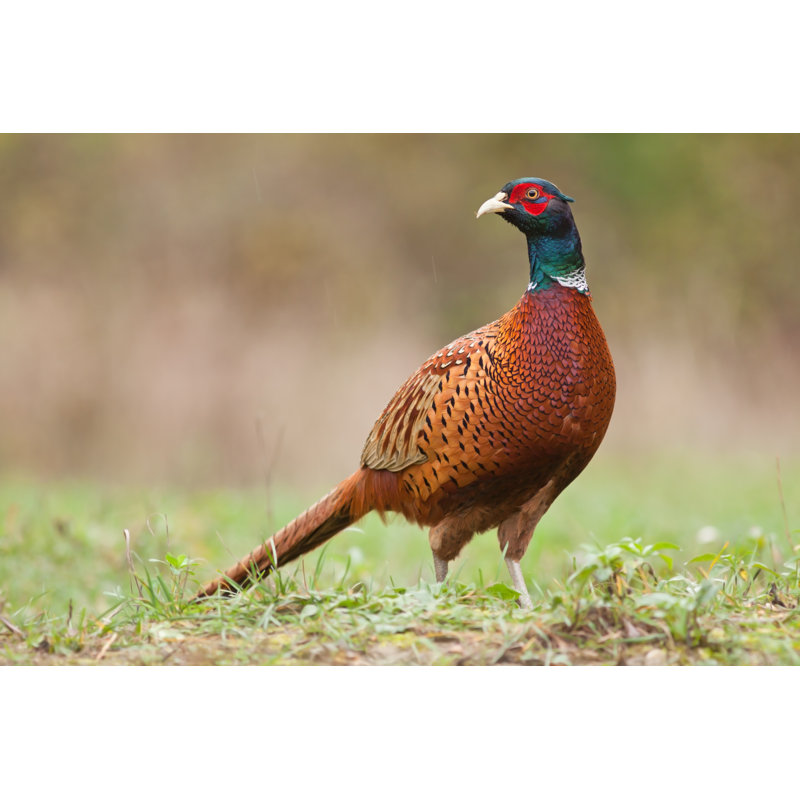 Male Common Pheasant - Wrapped Canvas Print, 51cm H x 76cm W x 3.8cm D