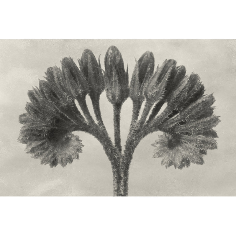 Blossfeldt Botanical VII by Karl Blossfeldt - Wrapped Canvas Print, 81cm H x 122cm W