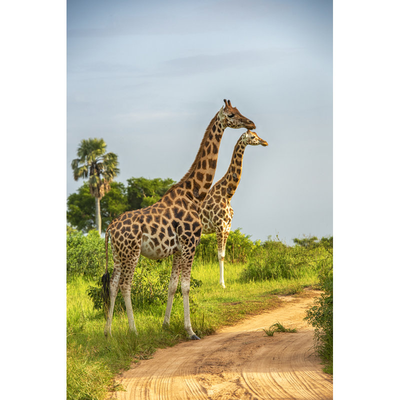 Giraffes In Northern Uganda - Wrapped Canvas Print, 91cm H x 61cm W x 3.8cm D