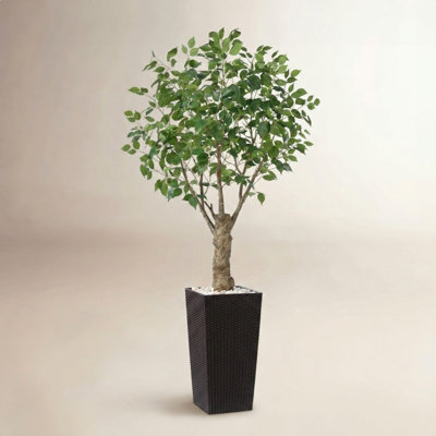 Adcock Ficus Tree in Decorative Vase