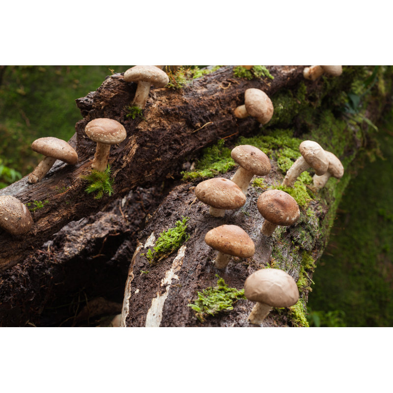Shiitake Mushroom Growing on Trees - Photographie sur toile tendue, H 32 po x l 48 po