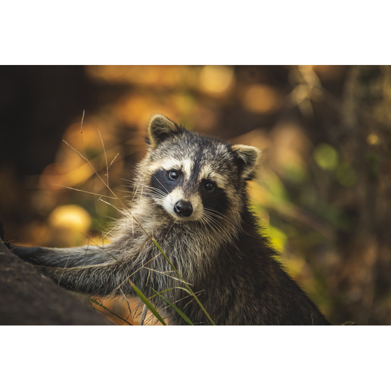Raccoon Posing by Trevor Rousselle - Wrapped Canvas Print, 30cm H x 46cm W