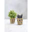KitchenCraft Water Hyacinth Planters, Striped