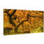 Golden Maple by Don Schwartz - Wrapped Canvas Print-1097412456