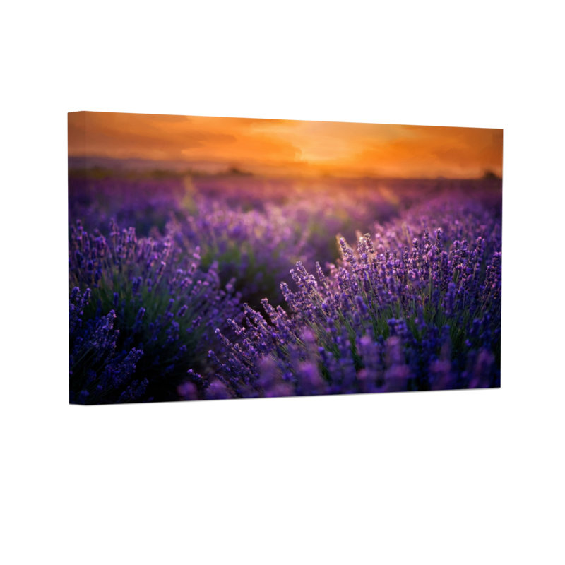 Plantes et fleurs, champ de lavande, impression de paysage coucher de soleil, H 20 po x l 30 po