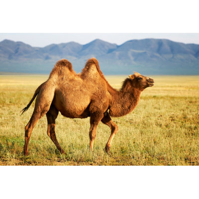 " Camel In Mongolia " by Petrichuk