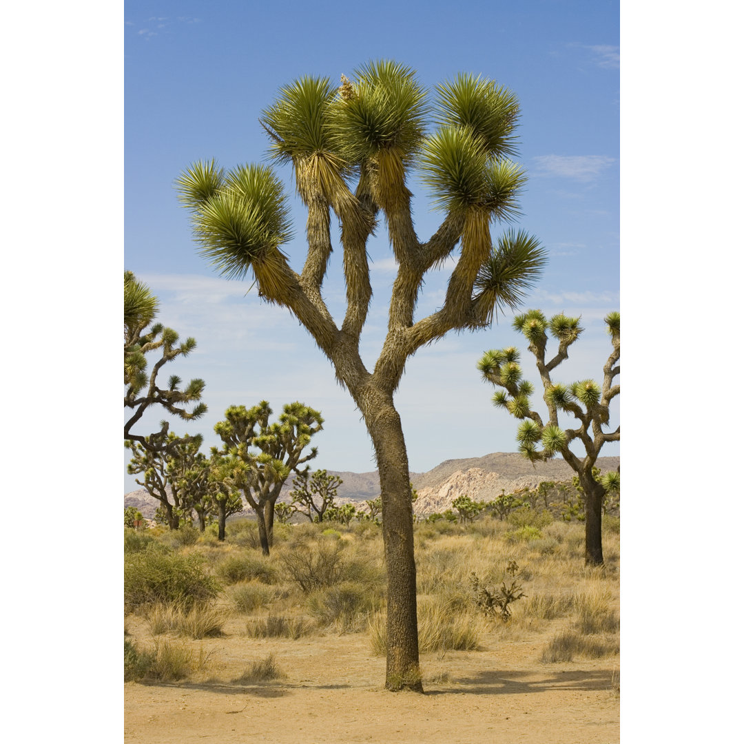 Joshua Trees And A Blue Sky von Turner - Leinwandbild