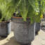 Ensemble de jardinières 3 pièces Old Forge Chubby Belly, 18,75 po
