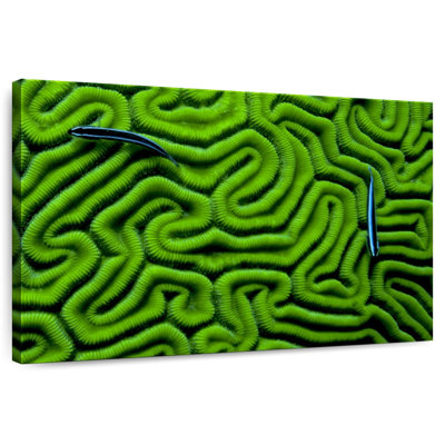 Corail vert Brampt